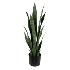 Planta Sanseviera 75 cms
